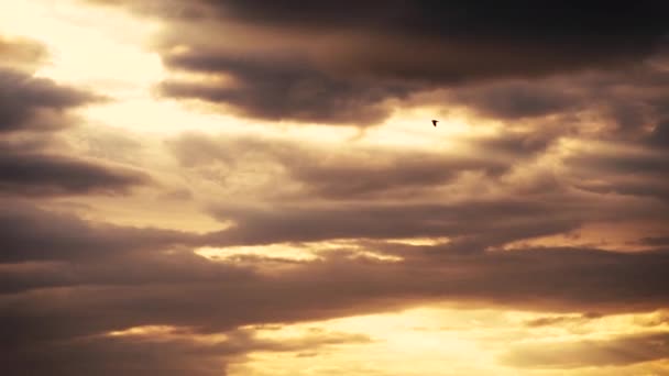 美しい さまざまな角度から柔らかい夕日の光 ソニーA7Iiiで撮影 — ストック動画