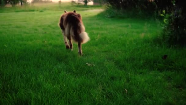 Några Fantastiska Närbilder Vacker Hund Solnedgångens Ljus Skjuten Med Sony — Stockvideo