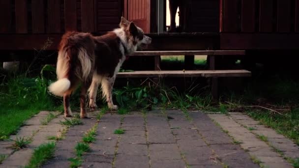 Удивительные Крупным Планом Красивые Собаки Лучах Заката Снимок Sony A7Iii — стоковое видео