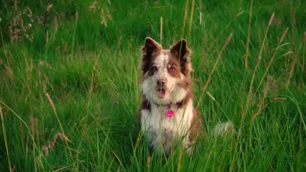 Удивительные Крупным Планом Красивые Собаки Лучах Заката Снимок Sony A7Iii — стоковое видео