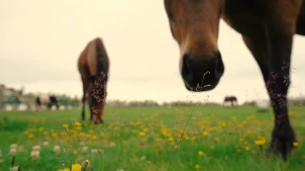 Foto Van Vriendelijke Ijskoude Paarden Boerderij Schot Sony A7Iii Ronin — Stockvideo