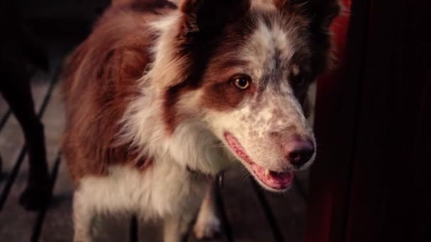 Quelques Gros Plans Étonnants Beau Chien Dans Lumière Coucher Soleil — Video