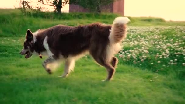 Några Fantastiska Närbilder Vacker Hund Solnedgångens Ljus Skjuten Med Sony — Stockvideo