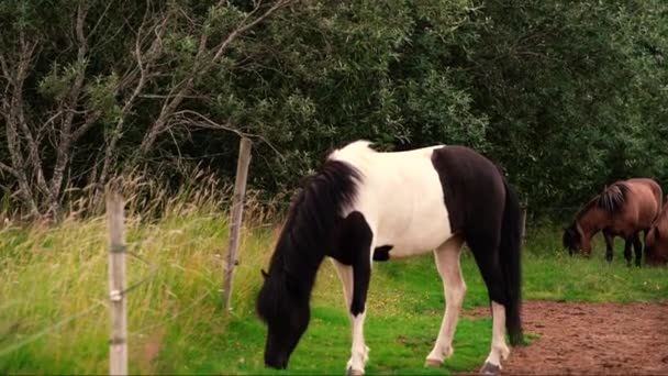 Tiros Cavalos Icelândicos Amigáveis Fazenda Tiro Sony A7Iii Ronin — Vídeo de Stock