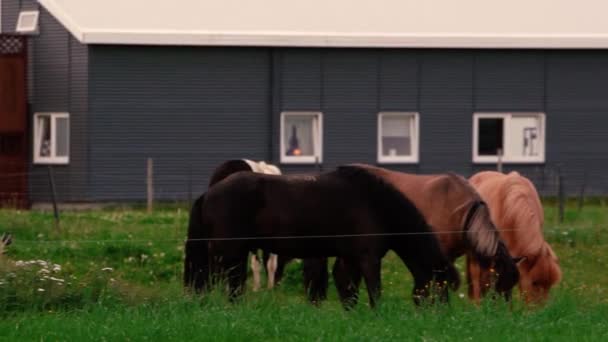 Tiros Cavalos Icelândicos Amigáveis Fazenda Tiro Sony A7Iii Ronin — Vídeo de Stock