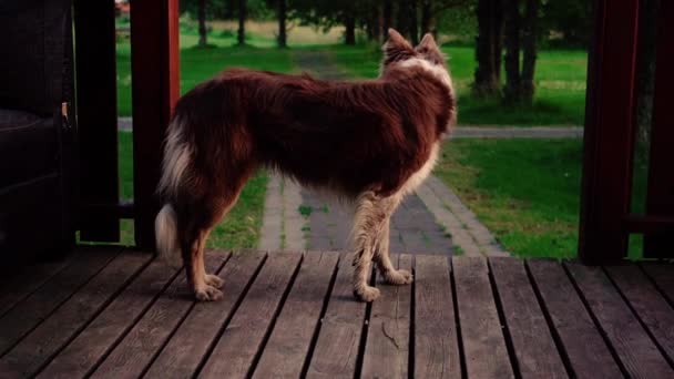 Geweldige Close Ups Van Een Prachtige Hond Bij Zonsondergang Neergeschoten — Stockvideo