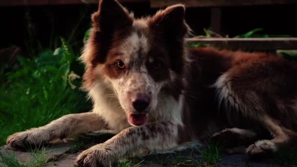 Některé Úžasné Detailní Záběry Krásného Psa Západu Slunce Shot Sony — Stock video