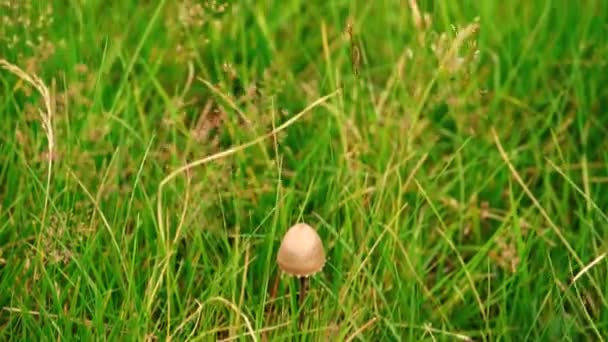 Bellissimi Scatti Rallentatore Funghi Colpiti Dal Vento Terreni Erbosi Girato — Video Stock