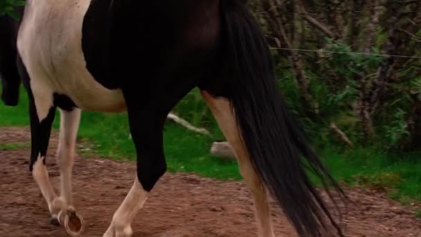 Foto Van Vriendelijke Ijskoude Paarden Boerderij Schot Sony A7Iii Ronin — Stockvideo