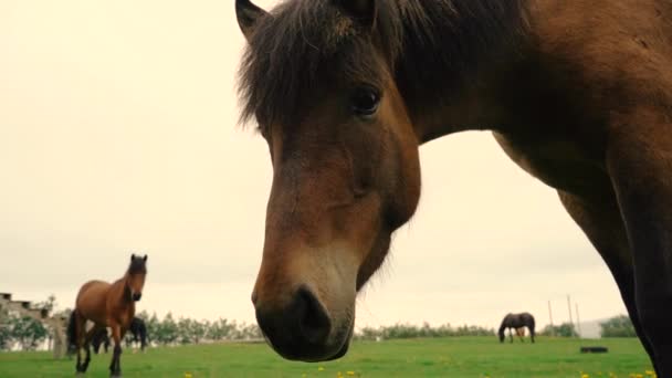 Shots Friendly Icelandic Kuda Peternakan — Stok Video