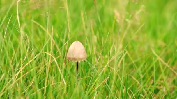 Gyönyörű Lassított Felvételeket Gombáról Amit Szél Fúj Füves Földön — Stock videók