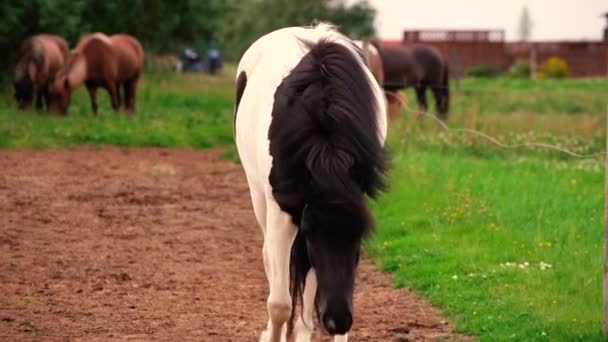 Colpi Cavalli Icelandici Amichevoli Presso Azienda Agricola — Video Stock