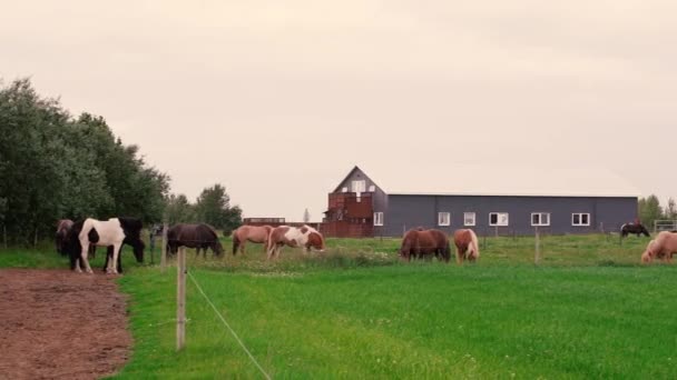 Strzały Przyjaznych Koni Icelandyjskich Farmie — Wideo stockowe