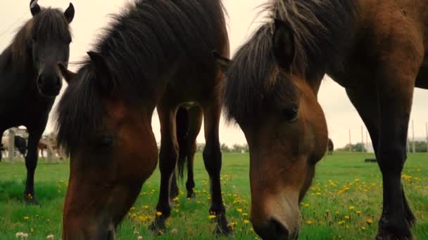 Strzały Przyjaznych Koni Icelandyjskich Farmie — Wideo stockowe