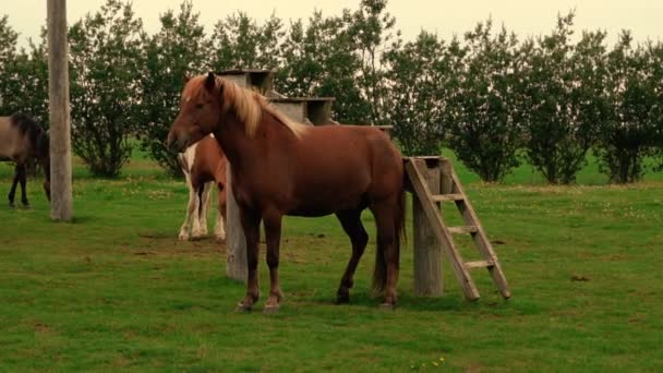 Foto Van Vriendelijke Ijskoude Paarden Boerderij — Stockvideo