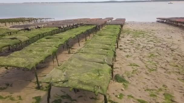 Dolly Camera Sacs Contenant Jeunes Huîtres Dans Une Ferme Aquacole — Video