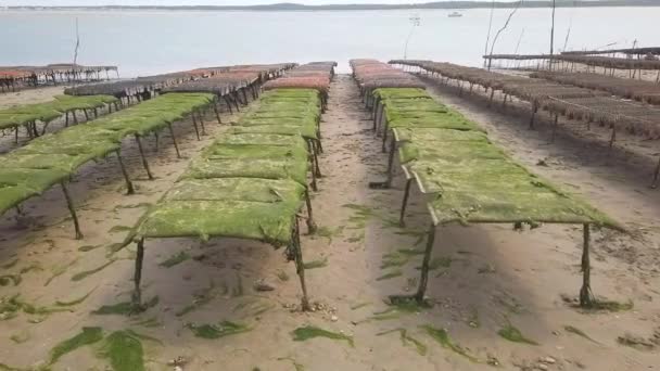 フランスの水産物栽培のために干潮時に養殖場で若いカキを含む袋にスロードリースライド — ストック動画