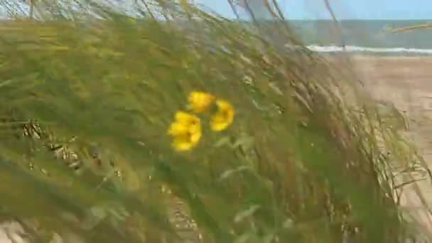 Blommor Och Gräs Blåser Vinden Stranden — Stockvideo