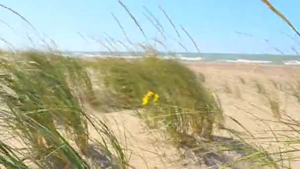 海滩上的草和花在风中飘扬 — 图库视频影像