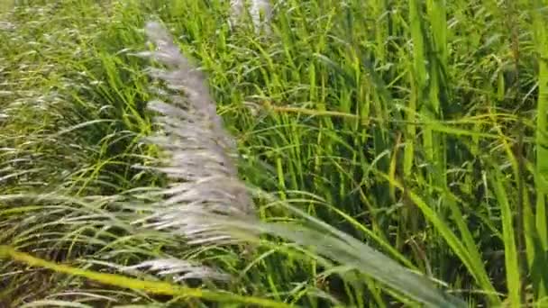 Close Slow Motion Shot Sugarcane Plants Moving Wind End Shot — Stock Video