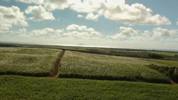 Воздушный Выстрел Движущийся Назад Плантации Сахарного Тростника Хребте Виден Далекий — стоковое видео