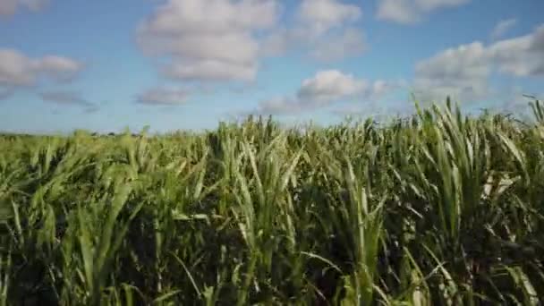 Side Close Shot Sugarcane Plants Moving Windy Day Sky Plenty — Stock Video