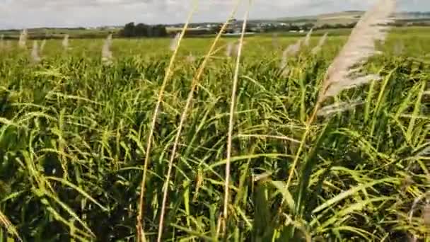 Eine Sehr Nahe Seitenaufnahme Von Zuckerrohrpflanzen Zeitlupe — Stockvideo