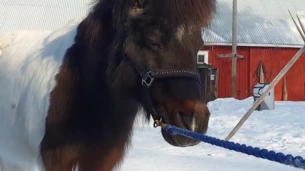 Moe Verdrietig Uitziende Pony Paard Close Shot — Stockvideo