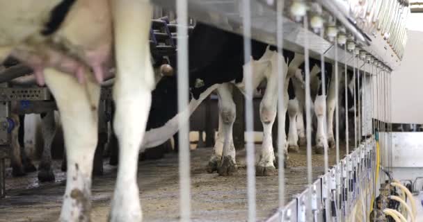 酪農場で搾乳場に入るホルスタイン 酪農牛の中規模ワイドショット 黒と白の牛を搾乳する準備ができています 平行な部屋 — ストック動画