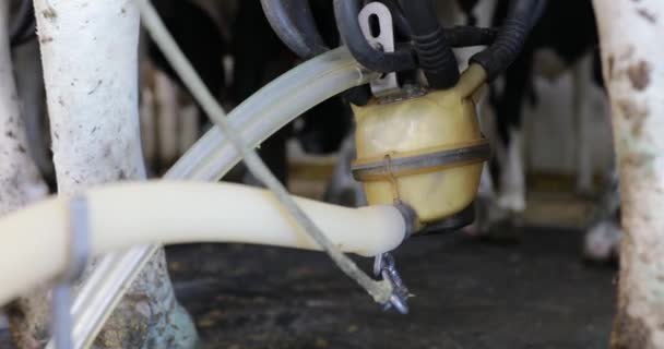 Closeup Milking Machine Extracting Milk Dairy Cow Holstein Cow Being — Stock Video