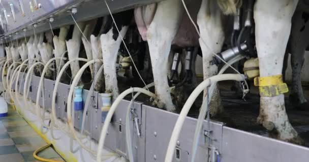 Moderna Instalación Ordeño Ordeño Vacas Holstein Granero Lechero Producción Leche — Vídeo de stock