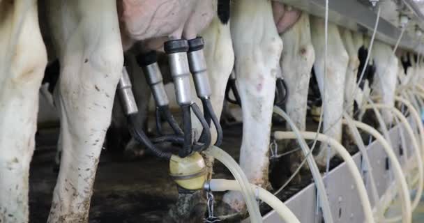 Fechar Máquina Ordenha Ordenhando Uma Vaca Leiteira Holsteins Sendo Ordenhados — Vídeo de Stock