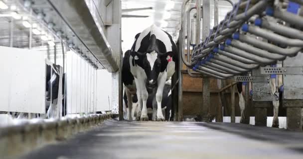 牛乳を待つ間 好奇心旺盛なホルシュタイン酪農牛がカメラの方へ歩いていきます 牛が搾乳施設に入る 平行な部屋 — ストック動画
