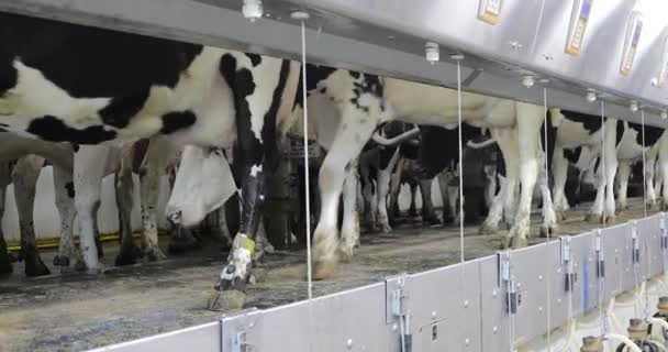 牛は酪農場で搾乳される位置に入る 搾乳機の並列パーラーで黒と白のホルシュタイン牛 — ストック動画