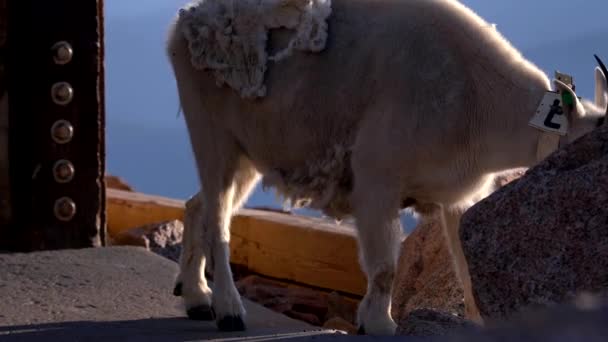 Гірський Козел Вершині Гори Еванс Колорадо — стокове відео