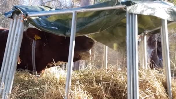Cerrar Plano Vaca Comiendo Paja Hierba Heno Aire Libre Temperaturas — Vídeo de stock