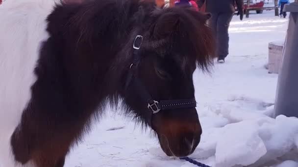 Caballo Pony Aspecto Triste Tiro Cercano — Vídeo de stock