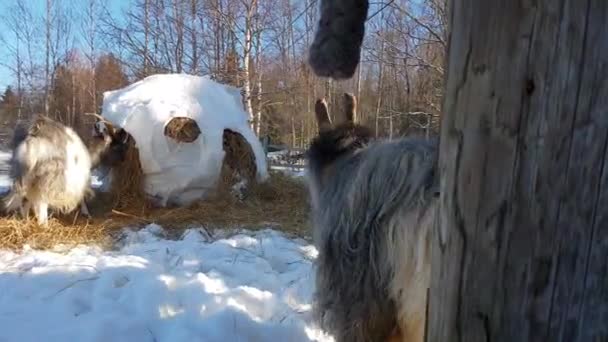 Goat Animal Asserting Hierarchical Dominance Power — Stock Video