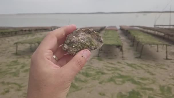 牡蠣養殖場 若いカキを含む袋の近くにカキを扱う手 背景に海 フィールドの浅い深さ — ストック動画