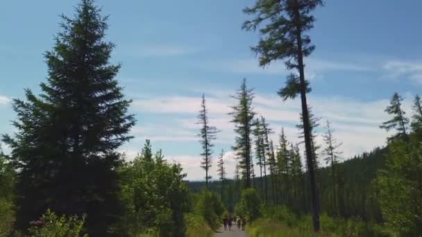 高山上茂密的森林 一群远行的人 倾斜着射击 — 图库视频影像