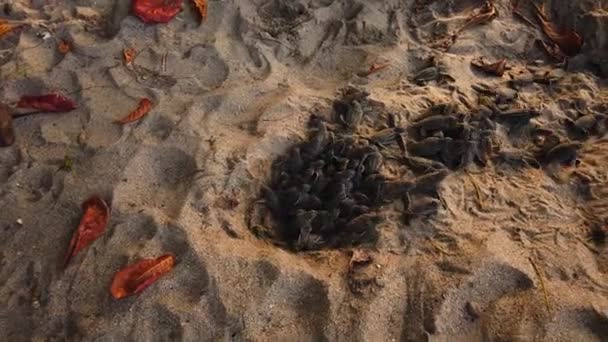 Leatherback Turtles Hatchlings Coming Out Sand Going Start Ocean Life — Stock Video