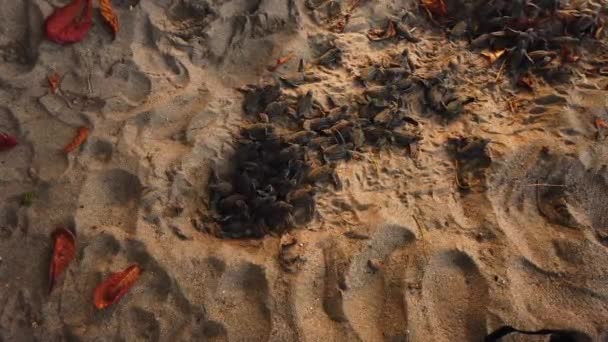 Εκκολαπτήρια Leatherback Για Ξεκινήσει Ζωή Στον Ωκεανό Και Προσπαθήσει Αποφύγει — Αρχείο Βίντεο