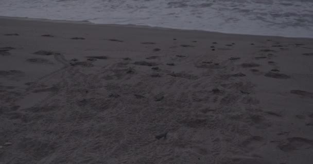 Leatherback Baby Turtles Emerge Nest Sand Make Break Ocean — Stock Video