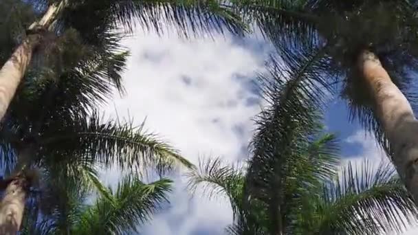Shot Bottom Palm Tree Tops Background Blue Sky White Clouds — Stock Video