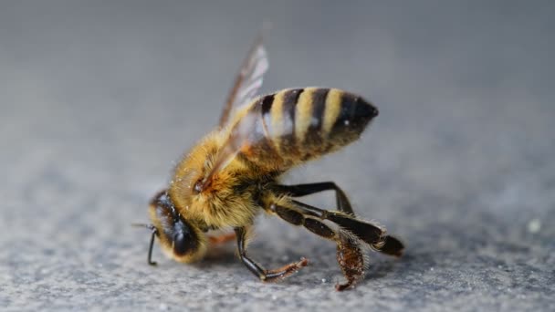 Dode Honingbij Een Effen Achtergrond Dodelijk Gebruik Van Bestrijdingsmiddelen Insecticiden — Stockvideo