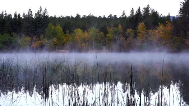 Niebla Madrugada Sobre Lago Sobre Fondo Follaje Otoño — Vídeos de Stock