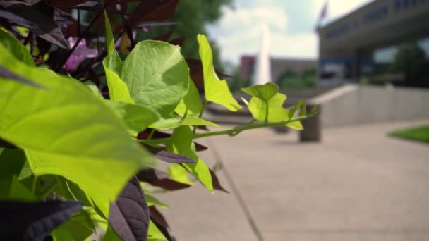 Long Shot Planter Gerald Ford Museum Background Color Corrected Color — Stock Video