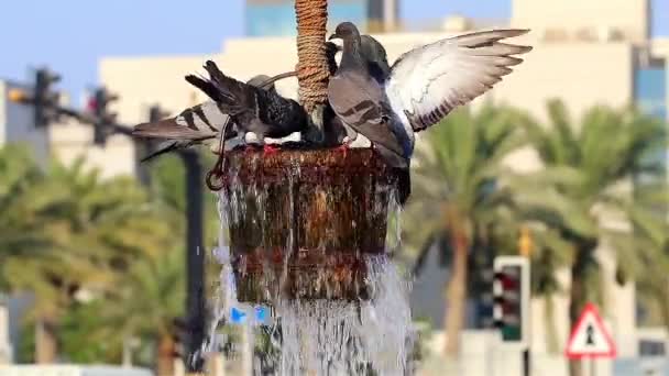 Duvor Som Leker Och Dricker Vatten Souq Wakif Doha Qatar — Stockvideo