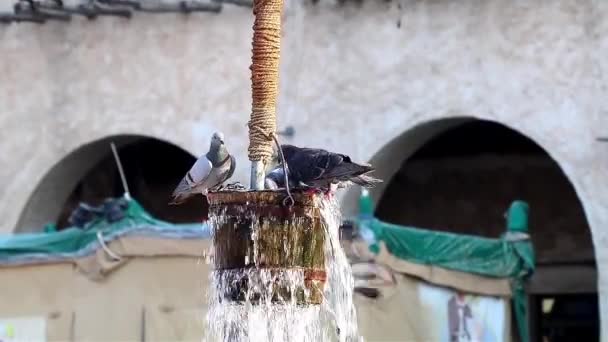 Pigeons Drinking Water Souq Waqif Doha Qatar — Stock Video