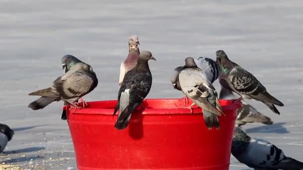 Pigeons Playing Water Souq Waqif Doha Qatar — Stock Video